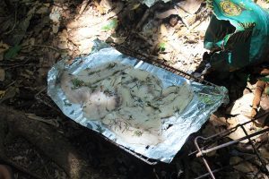 o que fazer em brumadinho