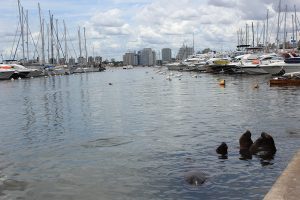 o que fazer em punta del este