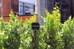 vinicola undurraga