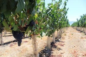vinicola undurraga