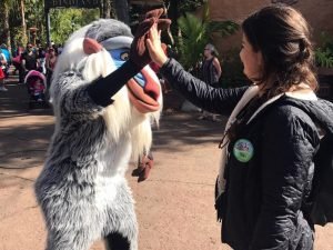 animal kingdom rafiki