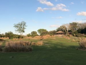 animal kingdom