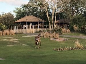 animal kingdom safari