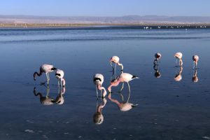flamingos atacama